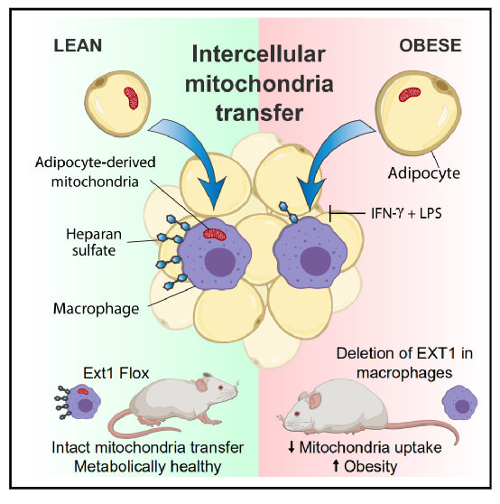Cell Metabolism：导致肥胖的关键机制被发现——<font color="red">脂肪</font>细胞向巨噬细胞的线粒体转移受损