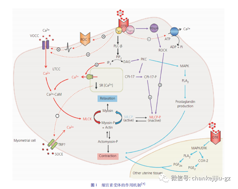 如何规范使用缩<font color="red">宫</font>素，促进安全分娩？