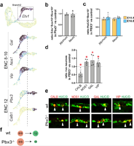 Nat Neurosci：基于<font color="red">单细胞</font><font color="red">RNA</font><font color="red">测序</font>描绘肠神经元种类的多样化