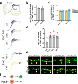 Nat Neurosci：基于单细胞RNA测序描绘肠神经元种类的多样化