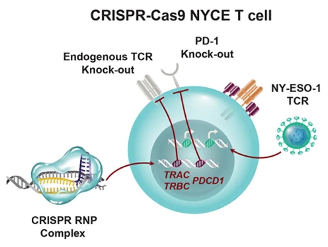 CRISPR/Cas基因编辑疗法的前景与伦理争议
