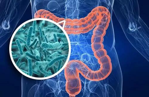 Gastroenterology：SER-287（一种基于孢子的微生物组疗法）对活动性轻度至中度溃疡性结肠炎的安全性研究