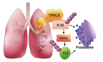 Cell Death Differ：TRIM28–RLIM–<font color="red">MDM</font><font color="red">2</font>–p53通路影响肺癌的发生发展