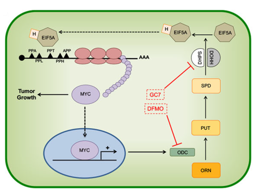 Cell Death Dis：阻断EIF5A的hypusination作用可抑制结直肠癌细胞的生长