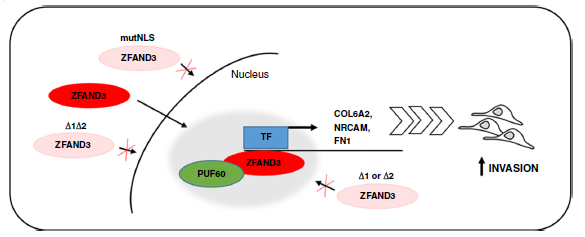 Nat Commun：转录调节因子ZFAND3促进胶质母细胞瘤的侵袭