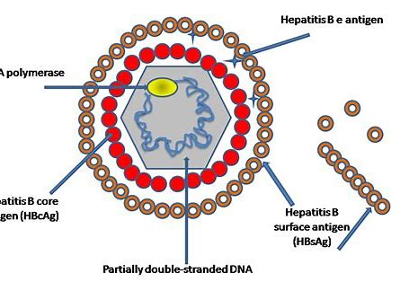 新型免疫疗法HepTcel治疗慢性乙型肝炎，即将开展国际多中心研究