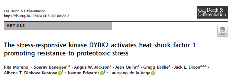 Cell Death Differ：DYRK2激活HSF1增强对蛋白毒性应激反应的抵抗力并促进三<font color="red">阴性</font><font color="red">乳腺癌</font>的发生发展
