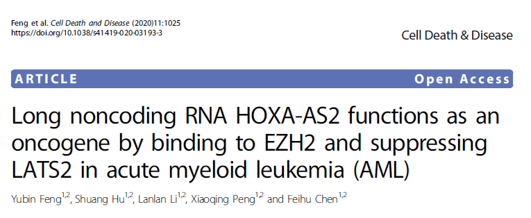Cell Death Dis：lncRNA <font color="red">HOXA</font>-AS2通过结合EZH2并抑制LATS2以促进AML发生发展