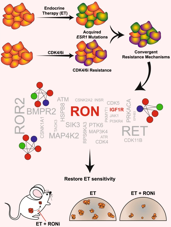 Br J Cancer：RON促进ESR1突变型<font color="red">乳腺癌</font>的治疗<font color="red">耐药性</font>