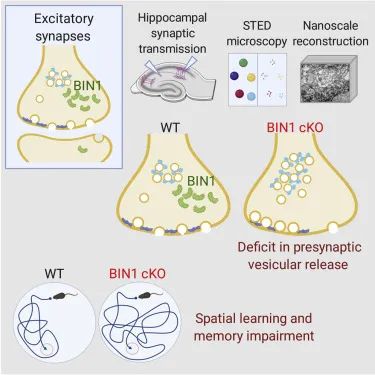 Cell：迟发性AD的第二大危险因素BIN1蛋白，也是影响大脑空间记忆整合的关键！