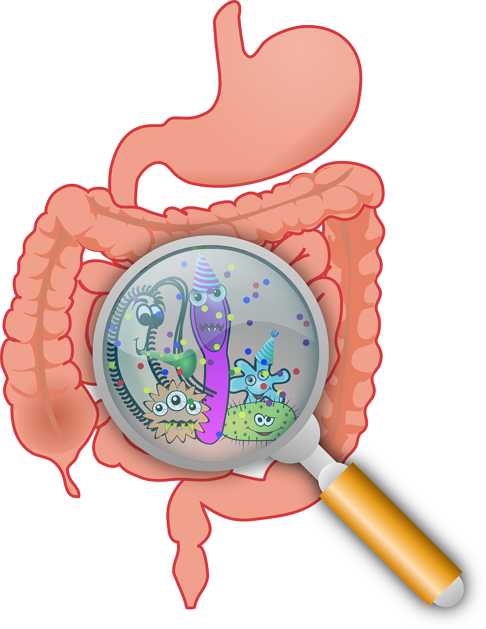 CELL：膳食纤维经肠道细菌加工后影响多发性硬化病程