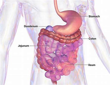 Antolimab（AK002）治疗肥大细胞胃肠道疾病：I期阳性结果