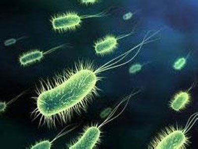 Gastroenterology：海藻糖类似物可以增加能量代谢而不促进小鼠艰难梭菌感染的风险 