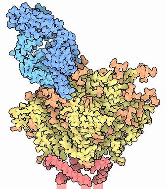 安进联合<font color="red">Adaptive</font>：开发针对新冠病毒的中和性抗体