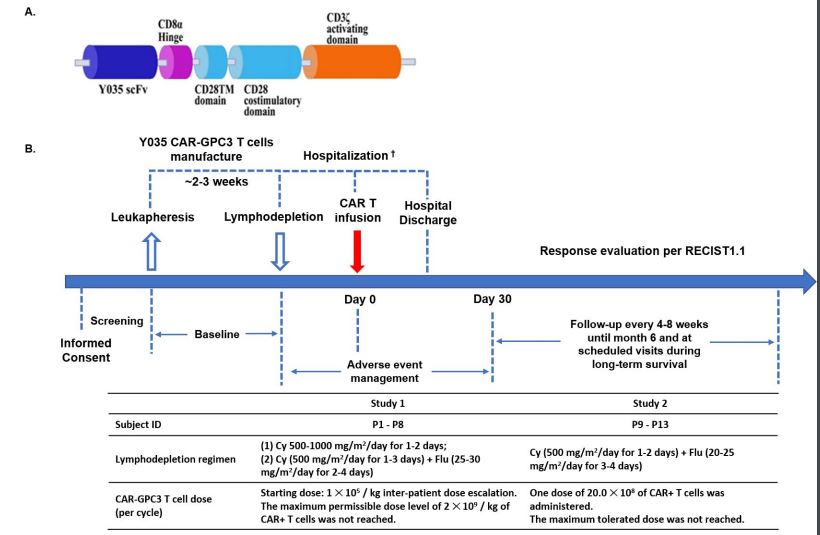 Clin Cancer Res：科济生物靶向<font color="red">GPC3</font>的CAR-T细胞治疗晚期肝细胞癌的1期结果公布，初步取得显著疗效
