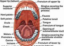 J Periodontal Res：口腔炎症负载：口腔健康的标志物-中性粒细胞