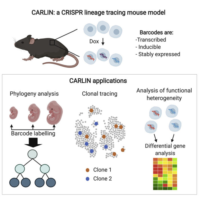 Cell：“条形码”+ CRISPR，可追踪单<font color="red">细胞</font><font color="red">谱系</font>史和基因表达谱