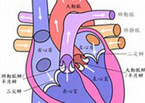 Circulation：重度二尖瓣反流继发<font color="red">心肌细胞</font>肥大的分子机制