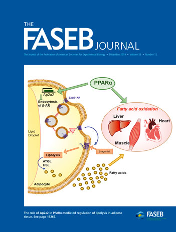 FASEB J FASEB J
