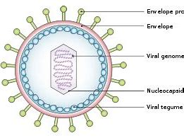 EB病毒相关肿瘤的治疗：nanatinostat和<font color="red">valganciclovir</font>联合方案获FDA孤儿药称号