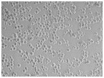 J Periodontol：脂肪组织来源干细胞用于<font color="red">牙</font>周<font color="red">再生</font>的前景