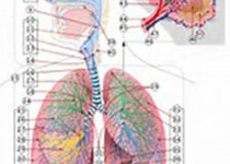 Lancet respir med：中国小气道功能障碍患病率及风险因素研究