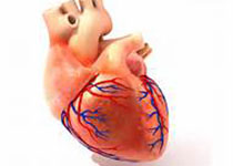 JAHA：重症冠状病毒病患者心肌损伤危险因素