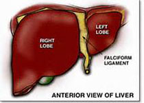 J INTERN MED：非酒精性脂肪肝与心肌机械能效率降低有关