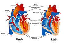 Heart：瓣膜性风湿心脏病孕妇不良心脏事件的预测