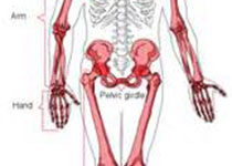 2020 KNGF临床实践指南：髋关节或膝关节骨性关节炎的物理治疗