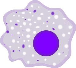 “巨噬细胞免疫疗法”CT-0508治疗实体瘤：优于传统细胞疗法