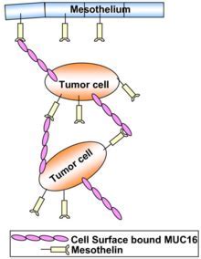 如何治疗间皮素阳性晚期实体瘤？新型T细胞疗法TC-210有效性显著
