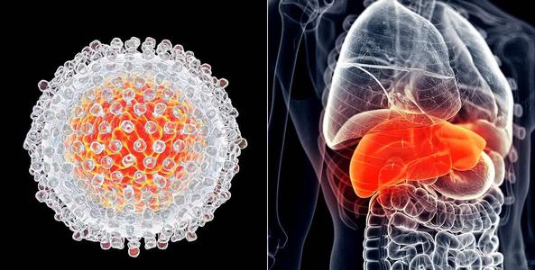 AP&T:免疫耐受期慢性乙型肝炎患者发生肝细胞癌的风险极低