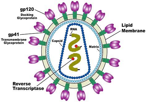 Lancet Infect Dis：cabotegravir的PrEP方案可将HIV发病率降低66％