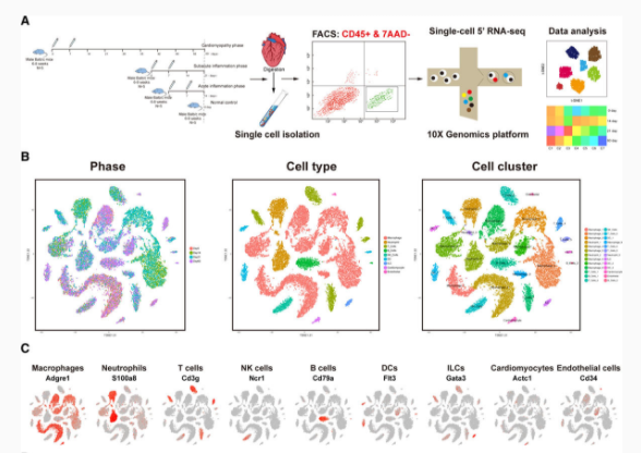 Circulation：单细胞RNA测序揭示自身免疫<font color="red">性</font><font color="red">心肌</font>炎发展过程中的免疫细胞浸润变化