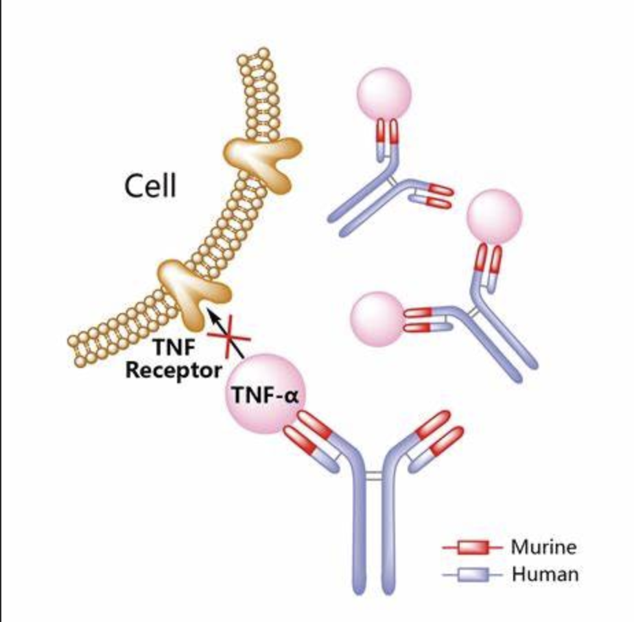 抗TNF-α单抗皮下制剂<font color="red">Remsima</font>获批，治疗时间缩短至25分钟