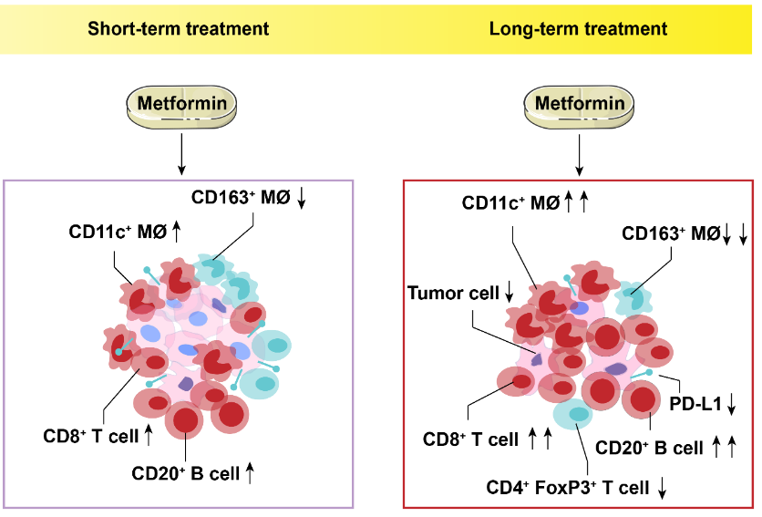 Clin Cancer Res：小剂量二甲双胍对<font color="red">食管癌肿瘤</font>免疫微环境的影响