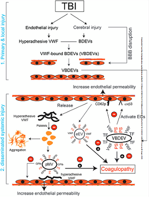 Blood：靶向VWF可预防<font color="red">创伤性</font>脑损伤诱导<font color="red">性</font><font color="red">凝血</font><font color="red">病</font>