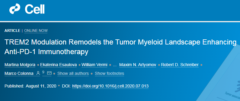 Cell：阻断<font color="red">TREM2</font>可增强肿瘤免疫疗法，小鼠模型肿瘤完全清除