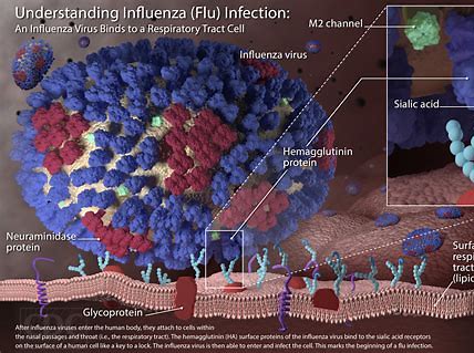 2020年流感季即将到来，喷鼻剂型流感疫苗Flumist或担当重要角色
