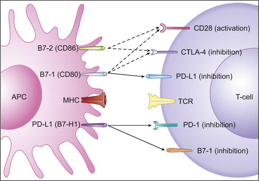 PD-<font color="red">L</font>1单抗Imfinzi在日本获批，治疗广泛期小细胞肺癌