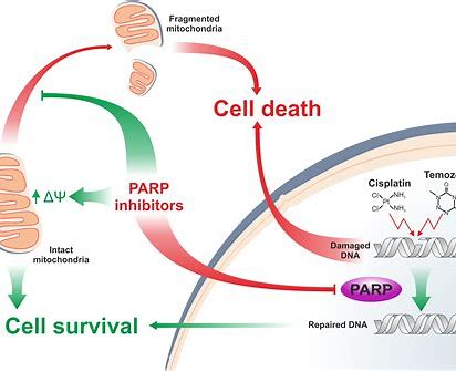 新型PARP抑制剂<font color="red">Stenoparib</font>：在临床前研究中显示出抗新冠病毒活性！