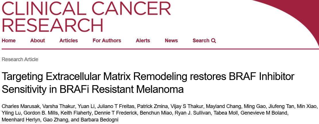 Clin Cancer Res：靶向细胞外基质重构可恢复BRAFi耐<font color="red">药性</font>黑色素瘤对BRAF抑制剂的敏感性