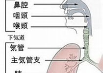 下咽与食管多原发癌筛查诊治中国专家共识