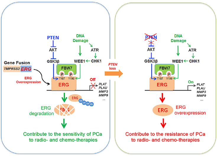 Molecular Cell：DNA损伤促进TMPRSS2-<font color="red">ERG</font>癌蛋白降解并抑制前列腺癌进展