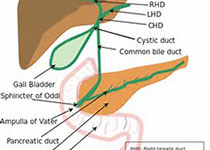 2020 ESTRO ACROP指南：胰腺癌<font color="red">靶</font><font color="red">区</font>定义