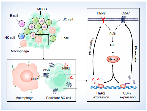 Nat Commun：双重阻断CD47和HER2能消除乳腺癌细胞的<font color="red">放疗</font><font color="red">抗性</font>