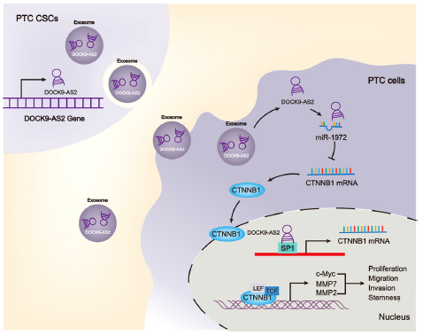 Cell Death Dis：lncRNA DOCK9-AS2促进甲状腺乳头状癌的发生发展