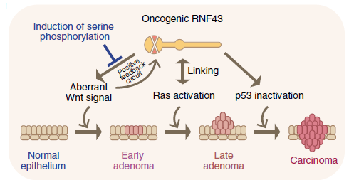 Nat Commun：磷<font color="red">酸化</font>状态：RNF43的抑癌开关