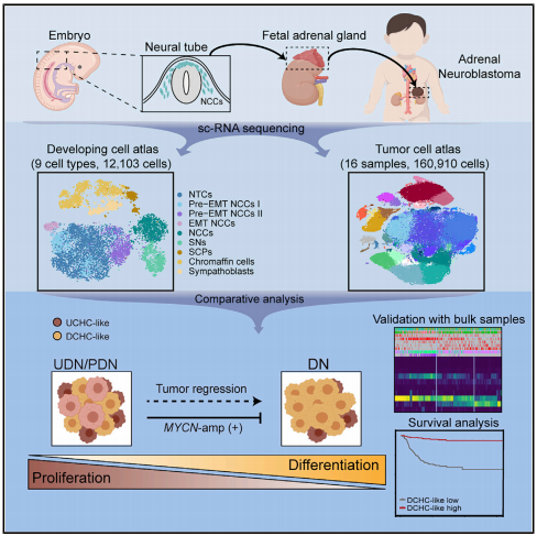 Cancer Cell ：重大进展，王佳/李凯/董瑞首次解析神经母细胞瘤单细胞图谱